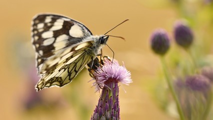 Beautiful colorful butterfly sitting on flower in nature. Summer day with sun outside on meadow. Colorful natural background. Insects (Melanargia galathea)