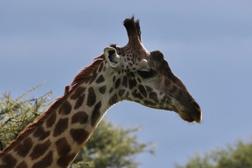 Giraffe, Maisai Giraffe, Serengeti