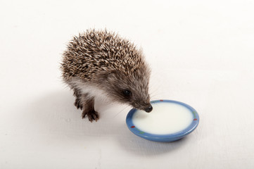 Funny young hedgehog is drinking milk from saucer in studio on isolated white background. Concept of healthy lifestyle in nature, the love of peace, respect for nature, childhood in the countryside