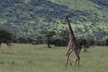 Giraffe, Masai Giraffe, Serengeti