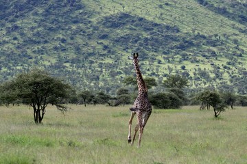 Giraffe, young Masai Giraffe, Serengeit