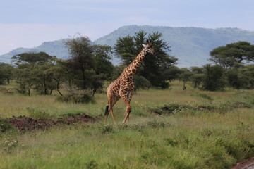 Giraffe, Masai Giraffe, Serengeti