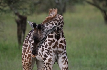 Giraffe, young Masai Giraffe, Serengeit