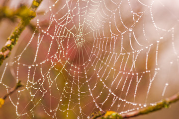 spider web in the morning dew