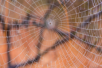 spider web in the morning