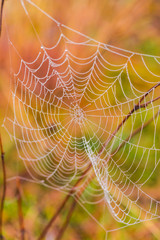 spider web with dew drops
