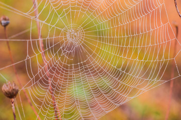 Fototapeta premium spider web with dew drops