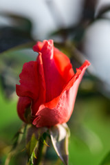 red rose in the garden