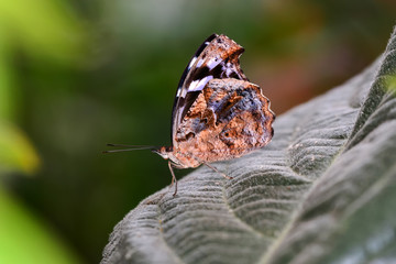  Closeup  beautiful butterfly  & flower in the garden.