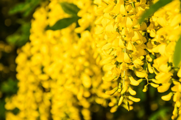 yellow acacia on the background 