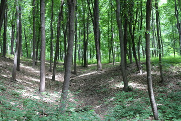 Summer forest