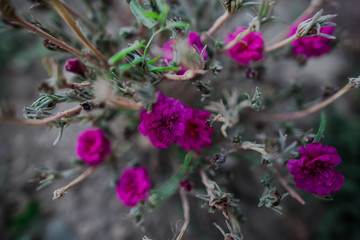 Spring flowers in the garden