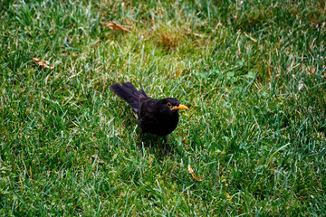 Jackdaw with orange beak in the grass