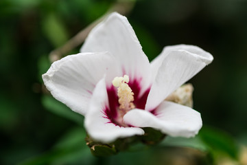 Beautiful flowers at the springtime