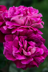 Beautiful flowers at the springtime