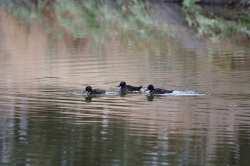 three baby ducks