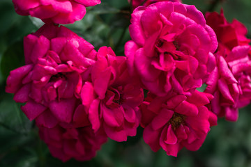 Beautiful flowers at the springtime