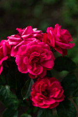 Beautiful flowers at the springtime