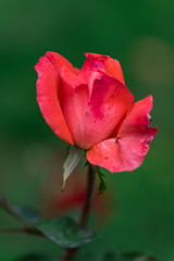 Beautiful flowers at the springtime