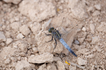 a dragonfly on earth