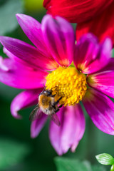 Beautiful flowers at the springtime