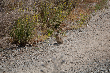 a rabbit in the field