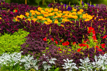 field of flowers