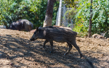 wild boar in the woods