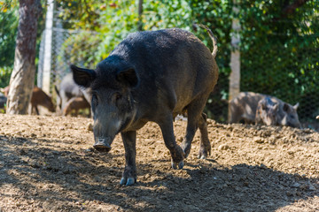 wild boar pig