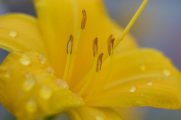 Petals of a bright large flower of a day lily are covered with a large number of drops of water.