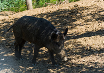 wild boar pig