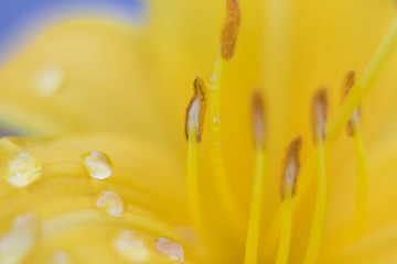 Petals of a bright large flower of a day lily are covered with a large number of drops of water.