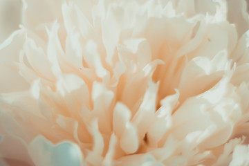 close up of white peony flower