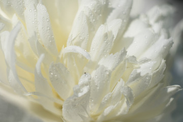 Fototapeta na wymiar close up of white peony flower