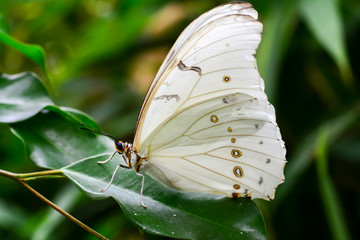  Closeup  beautiful butterfly  & flower in the garden.