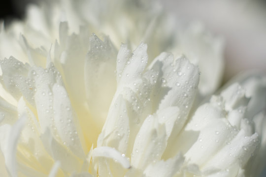 close up of white peony flower