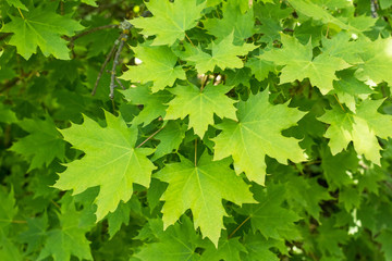 Fototapeta na wymiar Bright spring green maple, close-up. Background