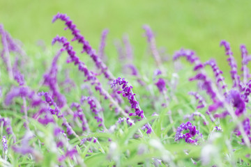 lavender flowers in garden and blurred background as natural concept.