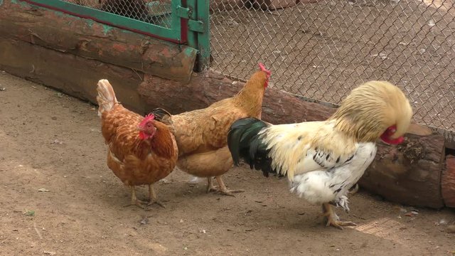 Rooster and chicken at the farm on a summer day