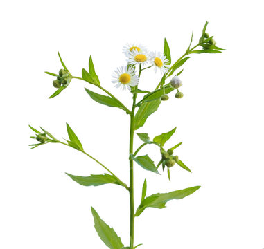 Erigeron annuus white-melkolepestnik, chamomile wild , isolated on white
