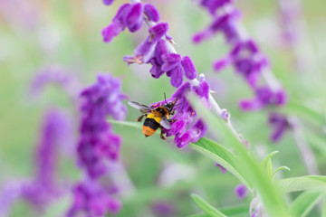 honey bee collecting pollen from a lavender flower