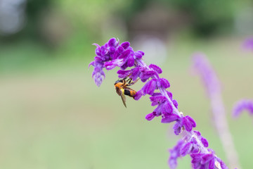 honey bee collecting pollen from a lavender flower