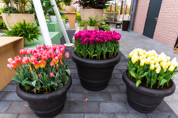 Fototapeta na wymiar spring flowers in pots