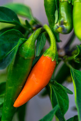 Vegetables in the garden