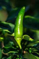 Vegetables in the garden