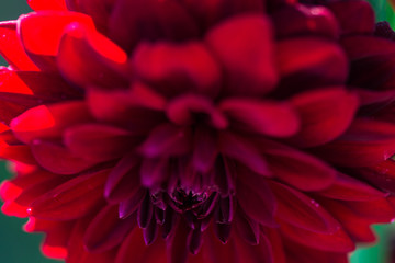 Beautiful Dahlia flower