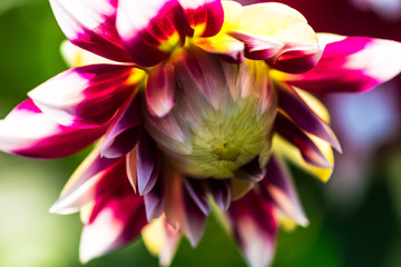 Beautiful Dahlia flower