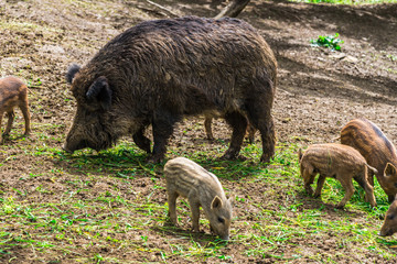 Wild boars