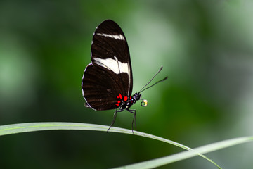  Closeup  beautiful butterfly  & flower in the garden.