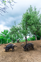 Wild boars